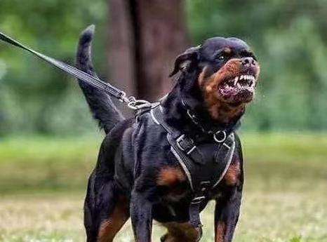 哪些大型犬品种最适合城市饲养？