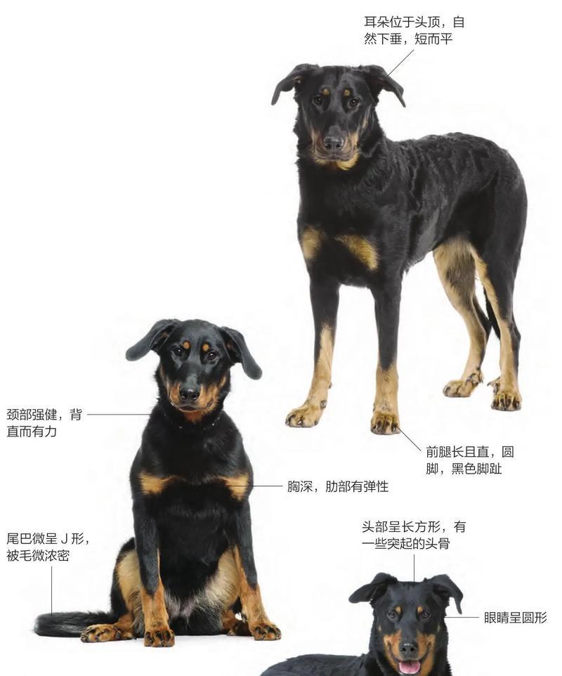 哪些大型犬品种最适合城市饲养？