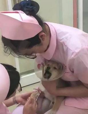 柴犬幼犬抽血费用是多少？抽血对幼犬有影响吗？