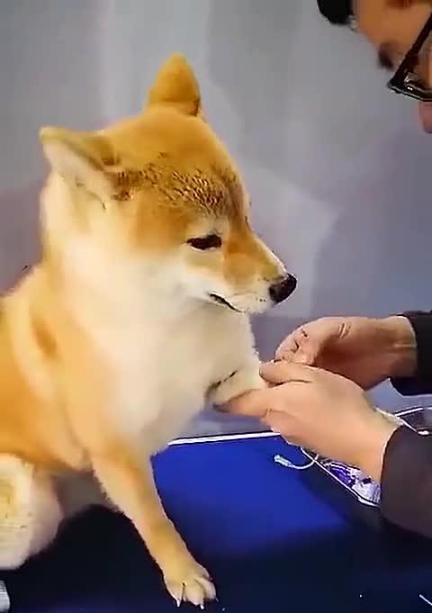 柴犬幼犬抽血费用是多少？抽血对幼犬有影响吗？