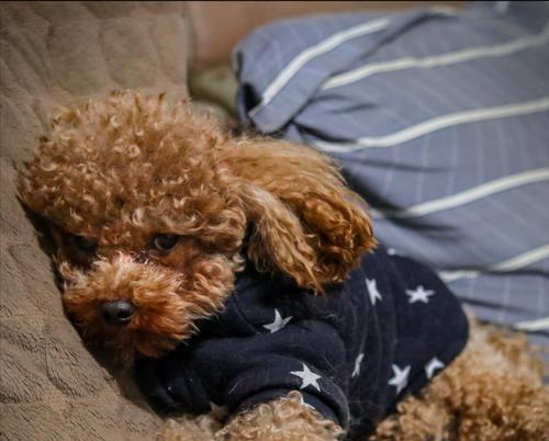 邓州地区泰迪幼犬的售价是多少？