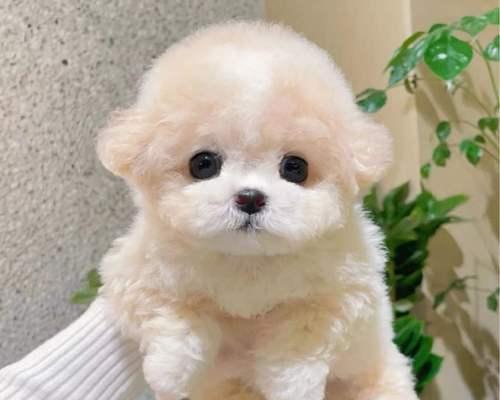 邓州地区泰迪幼犬的售价是多少？