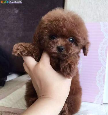 邓州地区泰迪幼犬的售价是多少？