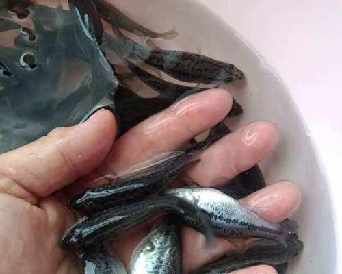 鲈鱼苗缺少粘液是否正常？