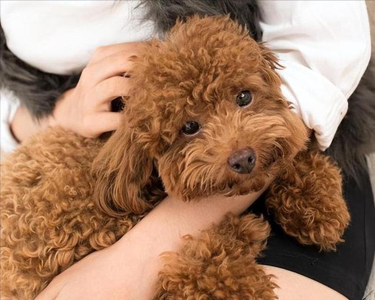 泰迪的饲养环境要求标准是什么？如何创造一个适宜的环境？