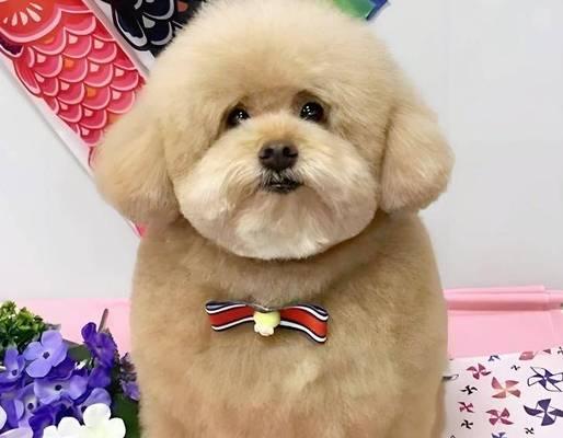 泰迪的饲养环境要求标准是什么？如何创造一个适宜的环境？
