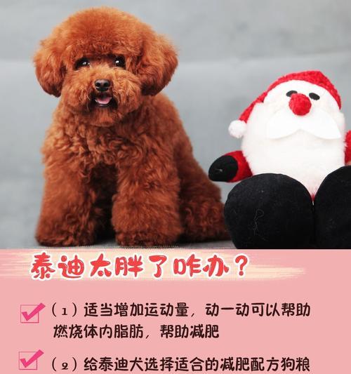 泰迪的饲养环境要求标准是什么？如何创造一个适宜的环境？