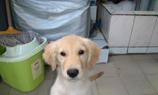 哪些小型犬品种具有巡回能力？