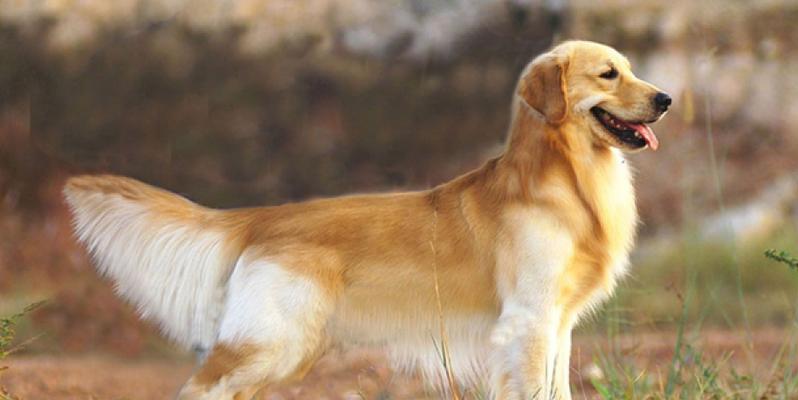 哪些小型犬品种具有巡回能力？
