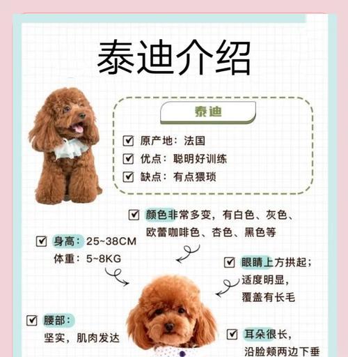 泰迪犬绝育需要打针吗？费用大约是多少？