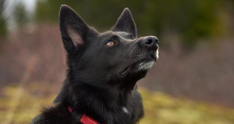 全黑色柴犬长大多少斤体重？它们的平均成年体重是多少？