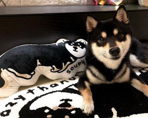 全黑色柴犬长大多少斤体重？它们的平均成年体重是多少？