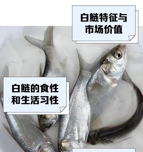 白鲢鱼苗除了绿水还能适应哪些环境？