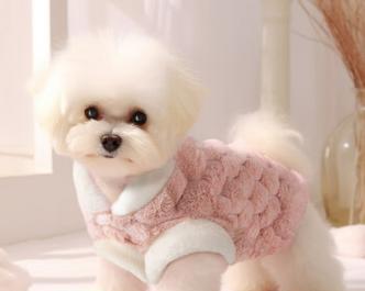 小型犬适合哪些宠物衣物？如何选择合适的宠物衣物？
