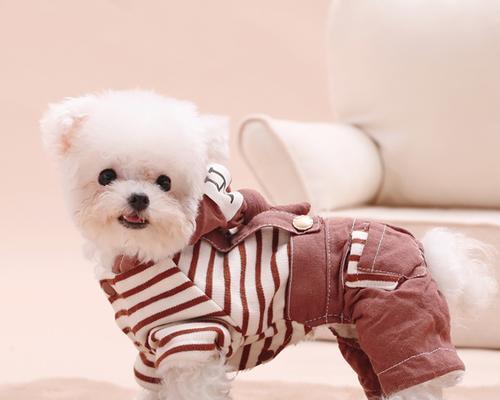 小型犬适合哪些宠物衣物？如何选择合适的宠物衣物？