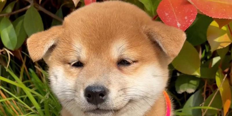 纯血小柴犬多少钱一只？纯血统小柴犬的市场价格是多少？