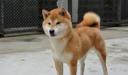 纯血小柴犬多少钱一只？纯血统小柴犬的市场价格是多少？