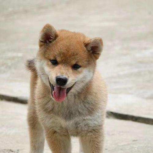 纯血小柴犬多少钱一只？纯血统小柴犬的市场价格是多少？