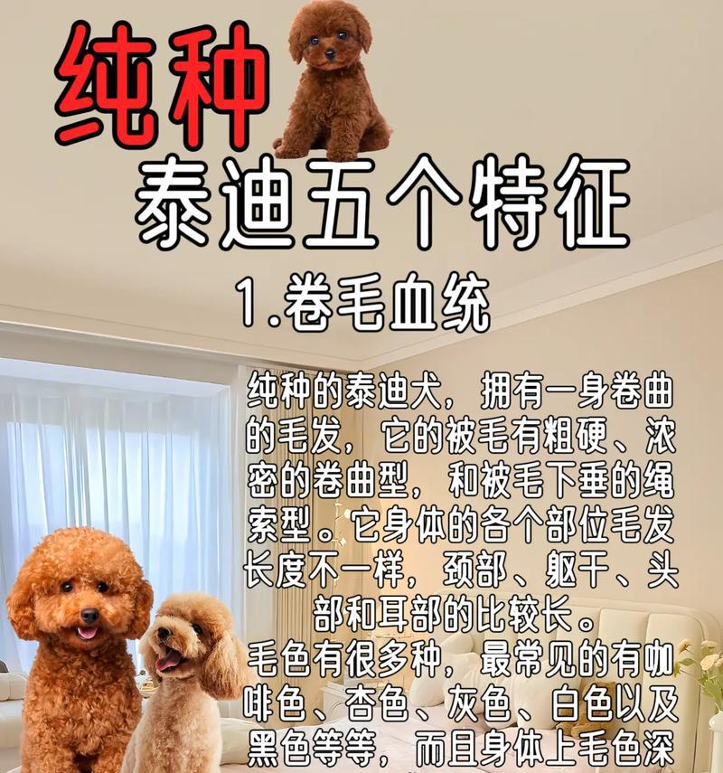 泰迪拔耳毛粉有用吗多少钱？使用拔耳毛粉的正确方法是什么？