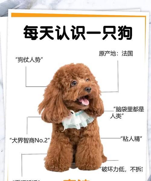泰迪拔耳毛粉有用吗多少钱？使用拔耳毛粉的正确方法是什么？