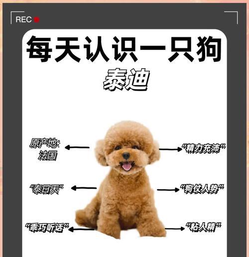 泰迪吃青菜的适量是多少？有哪些青菜适合泰迪？