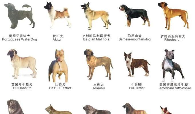 哪些景区允许携带大型犬？需要遵守哪些规定？