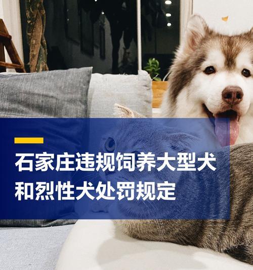 哪些景区允许携带大型犬？需要遵守哪些规定？