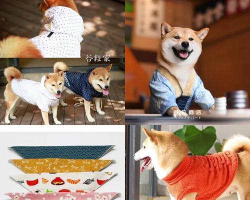 柴犬三件套衣服价格是多少？如何挑选适合的尺寸？