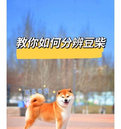 柴犬肩高对照体重是多少？如何根据肩高判断体重？