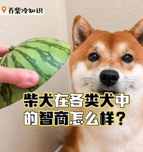 柴犬肩高对照体重是多少？如何根据肩高判断体重？