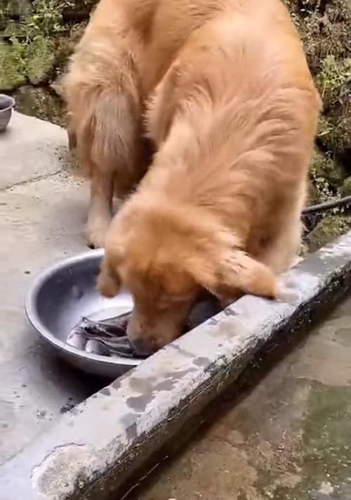 狗狗可以吃鱼苗吗？为什么有些鱼苗不适合狗狗食用？