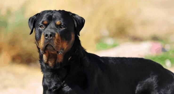哪些大型犬与苏格兰梗相似？