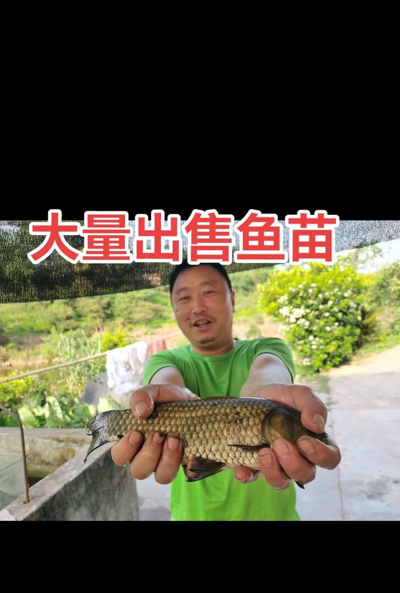 新买的鱼苗为何会死亡？如何预防鱼苗运输后的死亡？