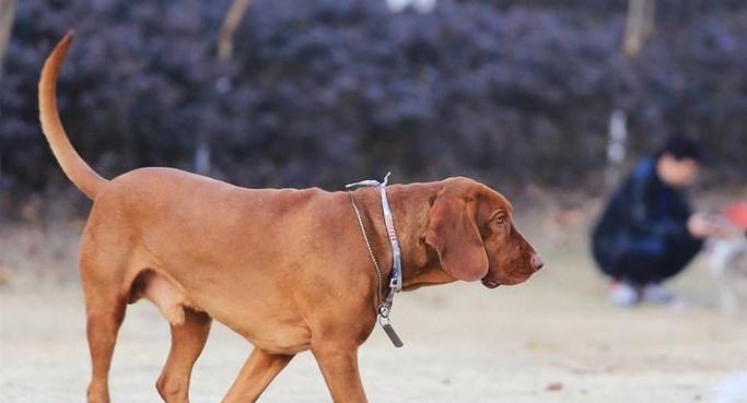 哪些大型犬品种既可爱又适合家庭？如何选择合适的大型犬？
