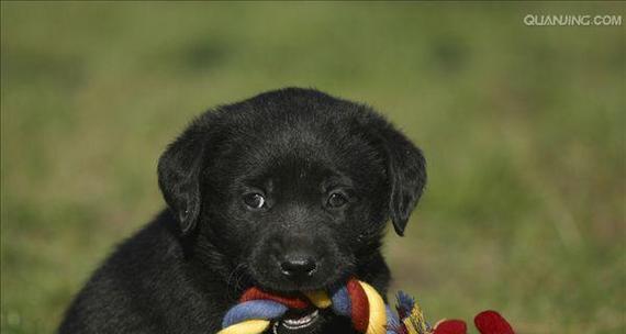 哪些大型犬品种既可爱又适合家庭？如何选择合适的大型犬？