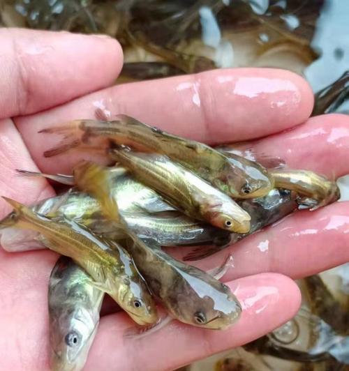 鳊鱼小鱼苗应该喂食什么？