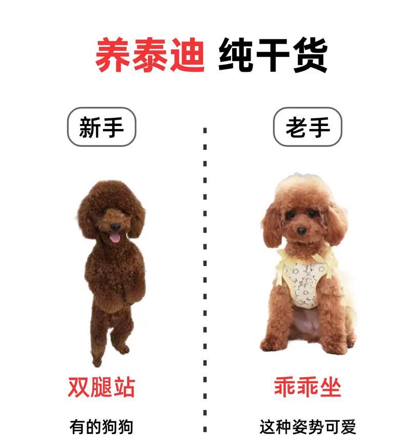郑州泰迪造型染色多少钱？染色对泰迪健康有影响吗？