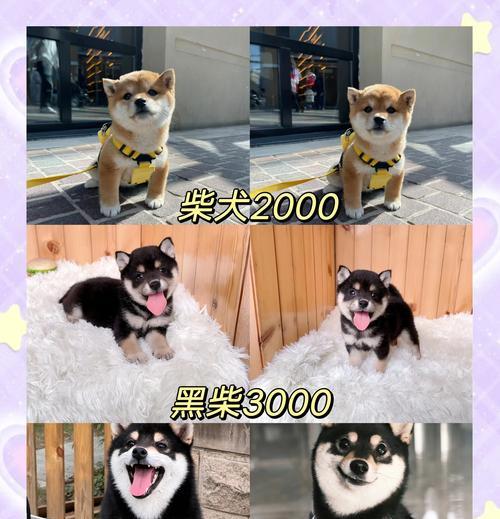 柴犬幼犬的市场价格是多少？购买时应注意哪些事项？