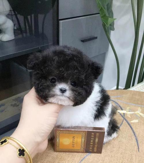 爆毛粉对狗狗泰迪有好处吗？养泰迪需要准备多少钱？