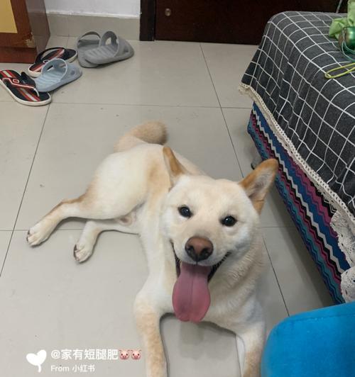 枣庄豆柴犬的售价是多少？购买时需要考虑哪些因素？