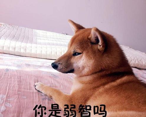 枣庄豆柴犬的售价是多少？购买时需要考虑哪些因素？
