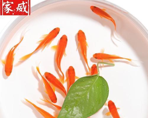 锦鲤鱼苗养殖者通常怎么称呼？