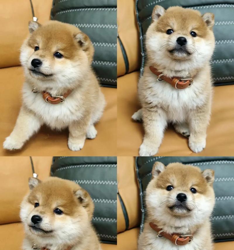 十一月柴犬多少斤正常体重？柴犬的理想体重是多少？