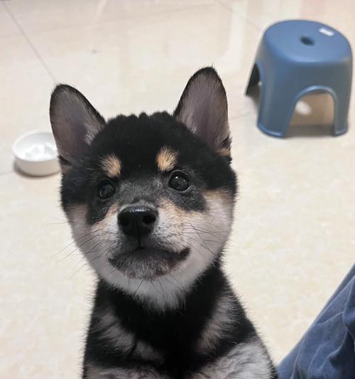 十一月柴犬多少斤正常体重？柴犬的理想体重是多少？