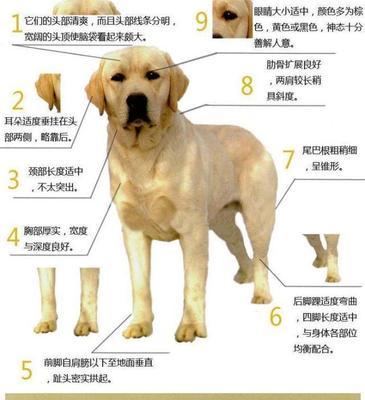 养小型犬优势有哪些方面？小型犬适合哪些人群？