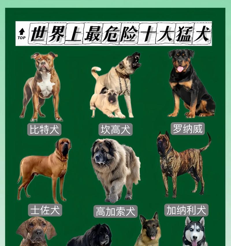 小型犬中哪些品种比较凶猛？如何训练它们？