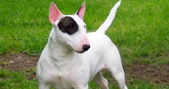 小型犬中哪些品种比较凶猛？如何训练它们？