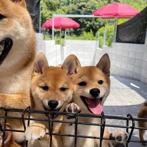 沈丘柴犬的价格是多少？在哪里可以买到柴犬？