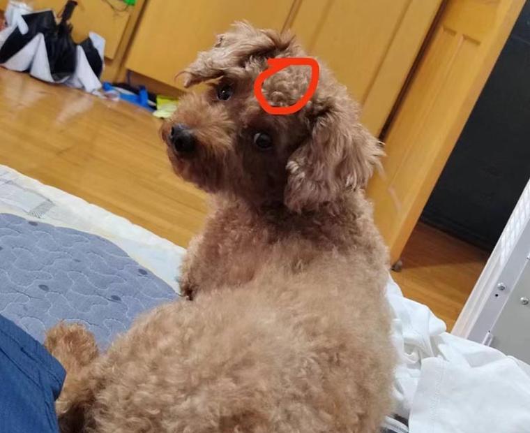 青岛地区丢失的灰泰迪价格是多少？如何找回丢失的宠物？