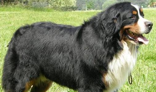哪些大型犬的毛发少且不掉毛？毛少不掉毛的大型犬有哪些？
